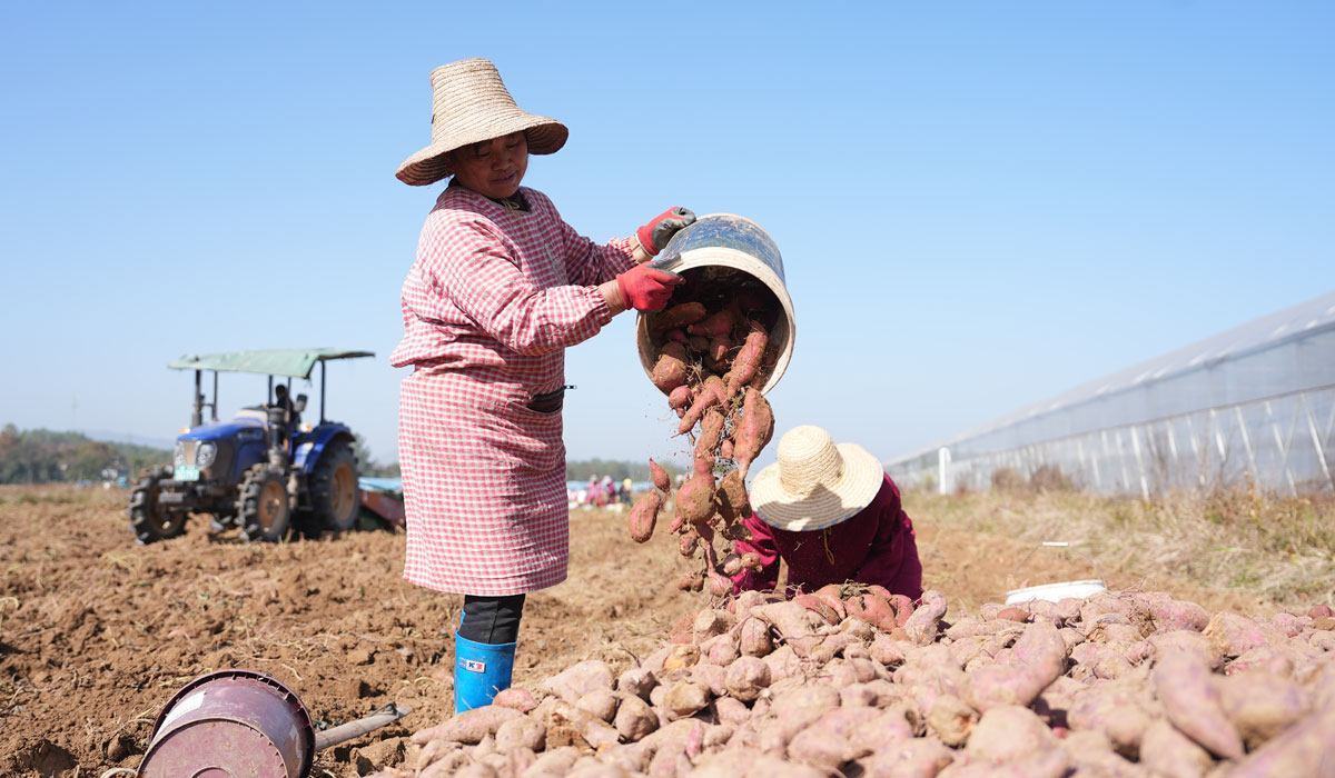 江西永丰：甘薯丰收季 一地三收富农家